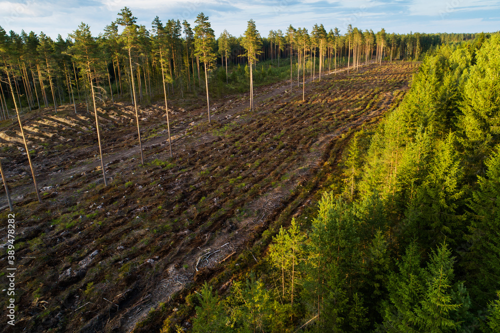 Clear-cut area after mineralizing the soil to prepare it for new young trees in Estonia, Nortern Europe. Clear-cut area after mineralizing the soil to prepare it for new young trees in Estonia, Nortern Europe.