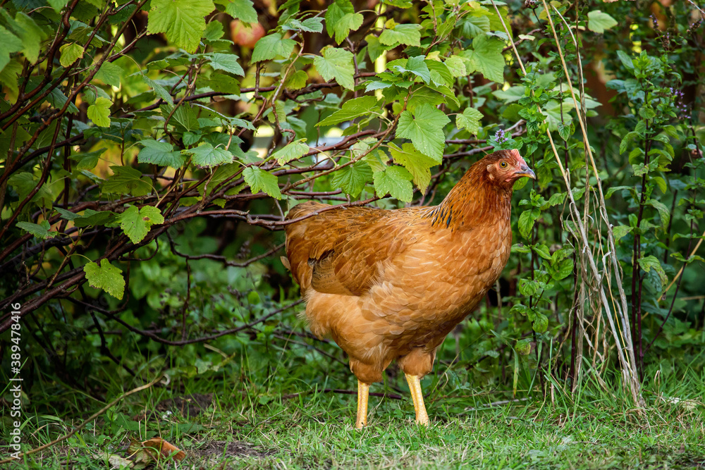 Fototapeta premium Free range chicken on a traditional poultry farm