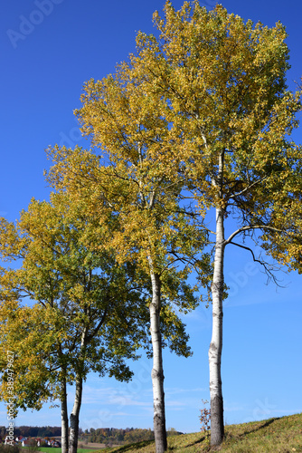 In autumn several birch trees with yellow leaves stand side by side in the landscape against a blue sky