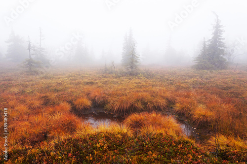 A colorful autumnal bogland on a misty morning near Kuusamo  Northern Finland. 