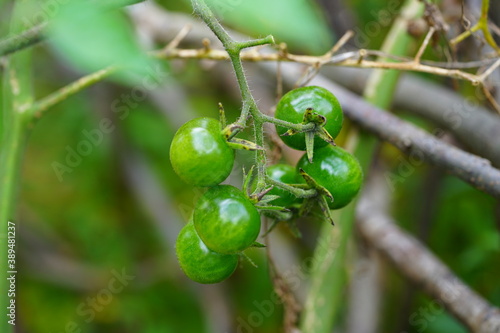 Green cherry tomatoes growing on a vine in the garden