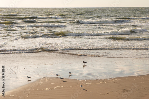 Sand, waves and seagulls on the shore of the Baltic sea