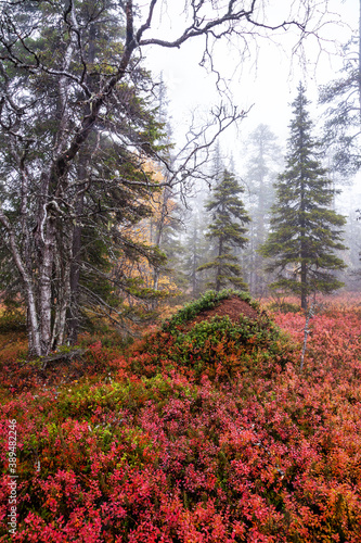 An autumnal old-growth taiga forest with colorful forest floor during fall foliage in Northern Finland near Salla. 