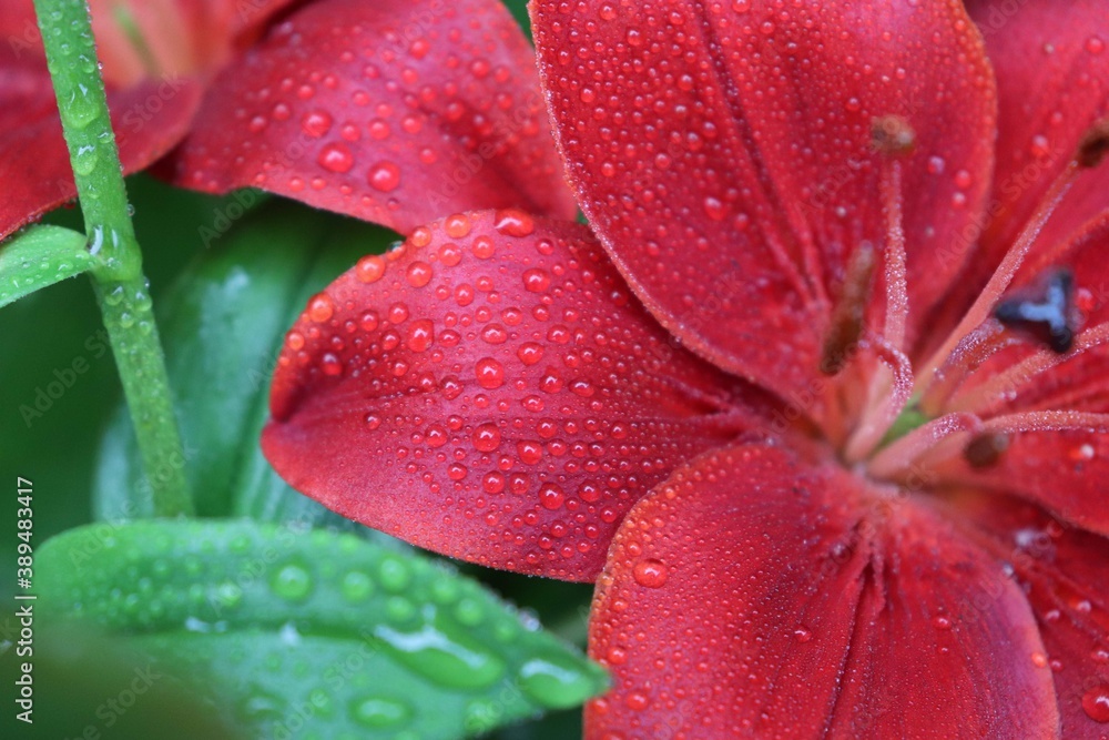 red lily. big lily in the garden. floral background. flowers in the dew. Lily in the dew. flowers after the rain. red lily. big lily in the garden. floral background. flowers in the dew. Lily in the dew. flowers after the rain.