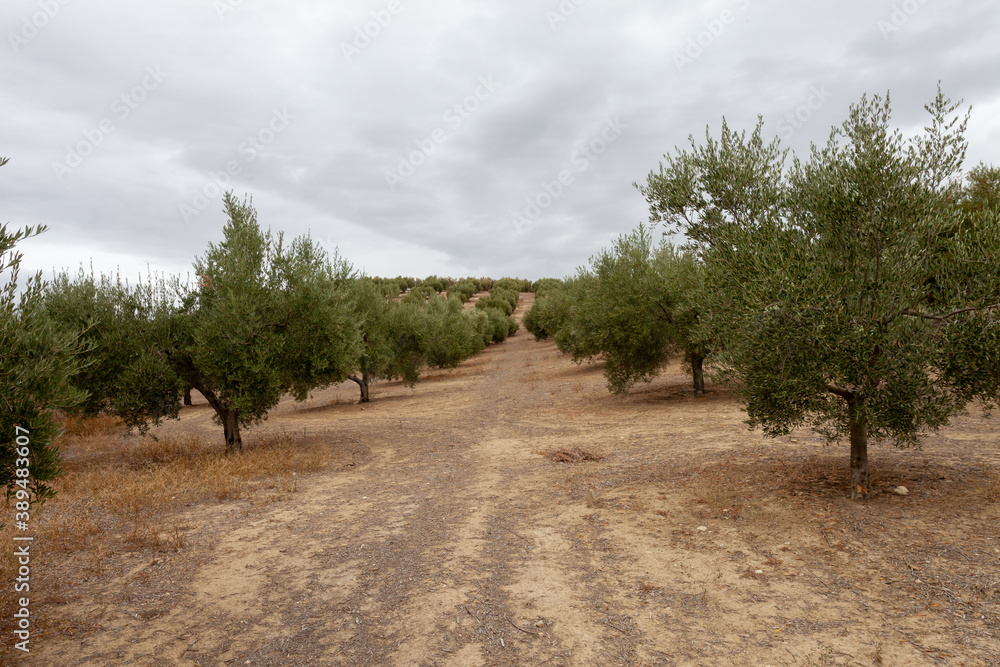 Olive Trees in Countryside