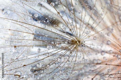 large dandelion in water droplets close-up, macro