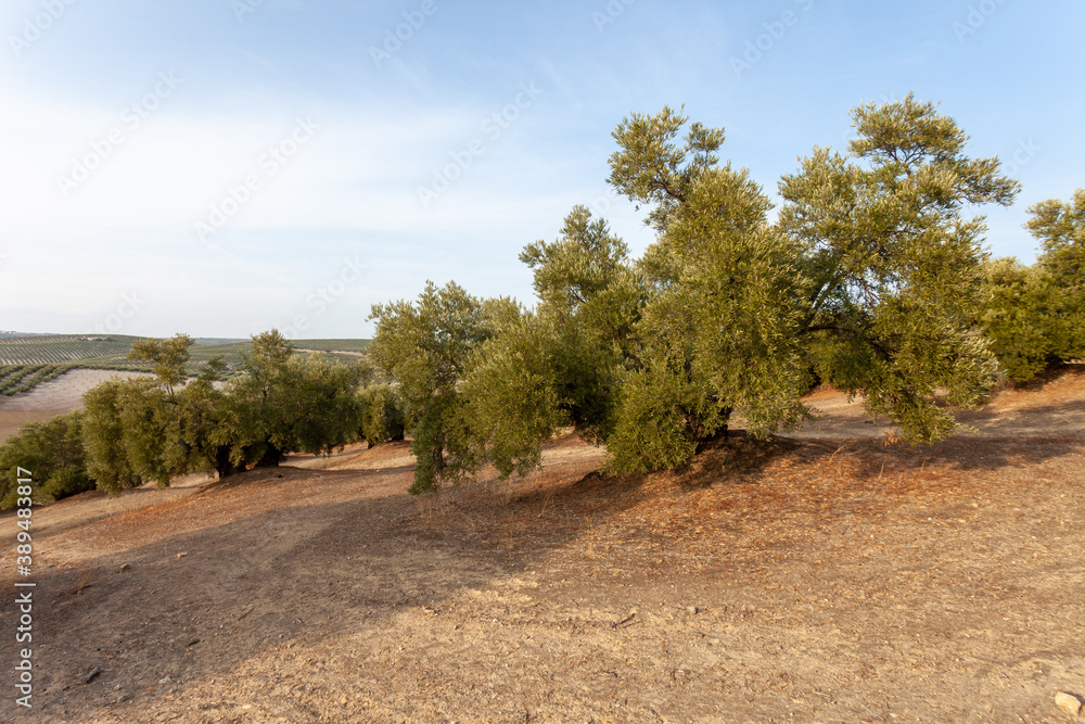 Beautiful Olive Trees Plantation