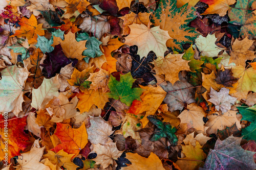 Colorful maple leaves during autumn from above at a grass covered ground. A heap of leaves.