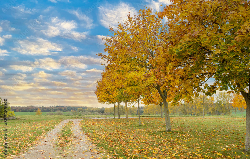 autumn landscape with trees, beautiful sky autumn landscape with trees, beautiful sky