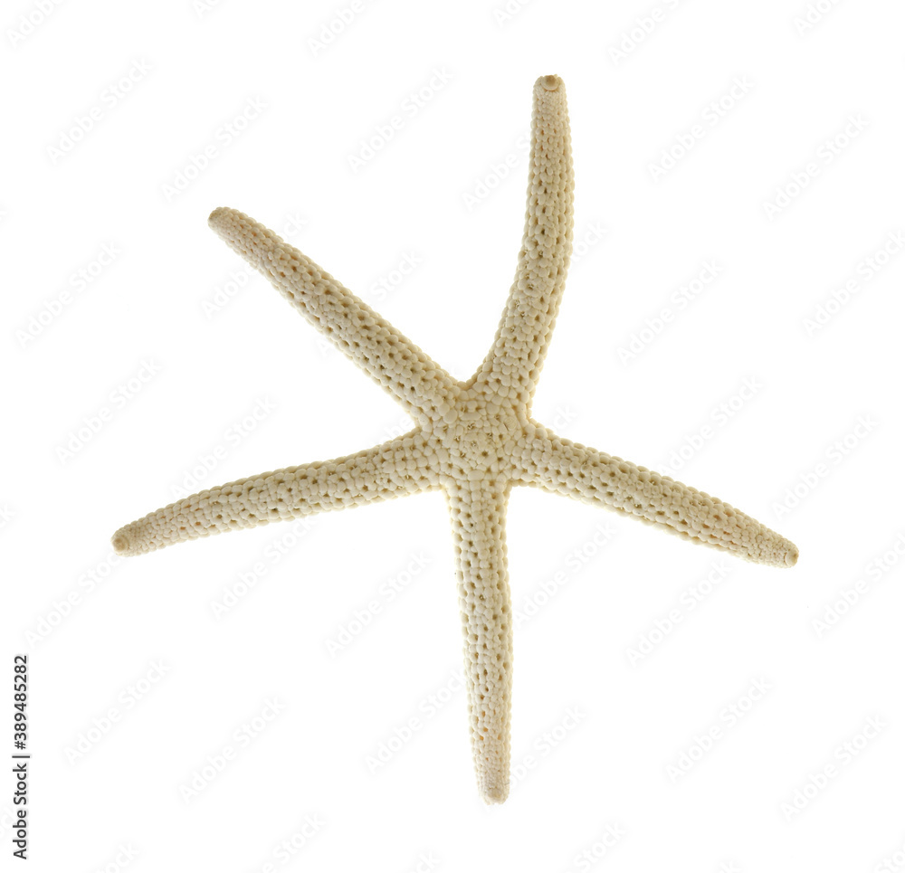 Sea star fish isolated on white background Sea star fish isolated on white background