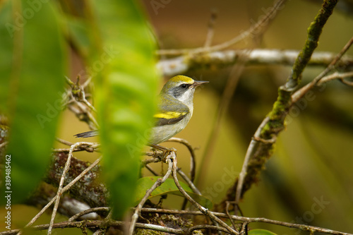 Golden-winged warbler (Vermivora chrysoptera) New World warbler, small bird breeds in southern Canada and in the Appalachian Mountains in northeastern to north-central United States photo