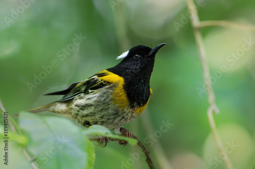 Stitchbird - Notiomystis cincta - Hihi in Maori language, endemic yellow, white and black bird sitting on the branch in the New Zealand forest
