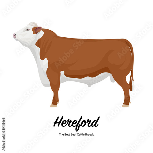 Hereford - The Best Beef Cattle Breeds. Farm animals. Vector Illustration.