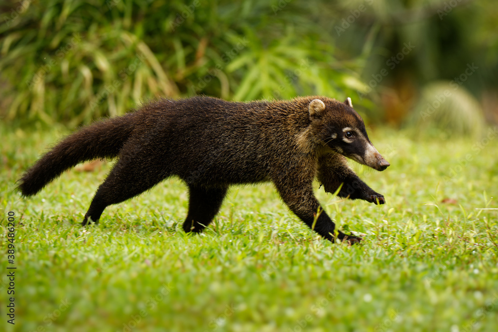 White-nosed Coati - Nasua narica, known as the coatimundi, member of the family Procyonidae (raccoons and their relatives). Local Spanish names for the species include pizote, antoon, and tejon White-nosed Coati - Nasua narica, known as the coatimundi, member of the family Procyonidae (raccoons and their relatives). Local Spanish names for the species include pizote, antoon, and tejon