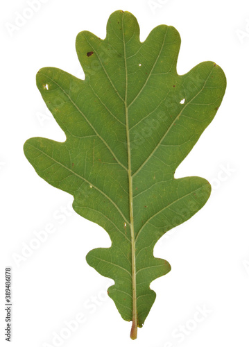Leaf of oak tree isolated on white background