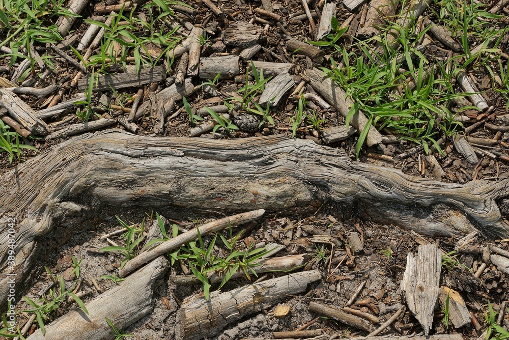 gray wooden root of an old tree in brown earth and green grass in nature gray wooden root of an old tree in brown earth and green grass in nature