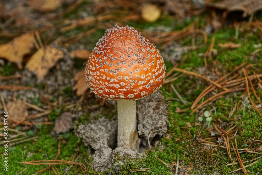 big red fly agaric mushroom on dry brown needles and cones and green moss in the autumn forest big red fly agaric mushroom on dry brown needles and cones and green moss in the autumn forest