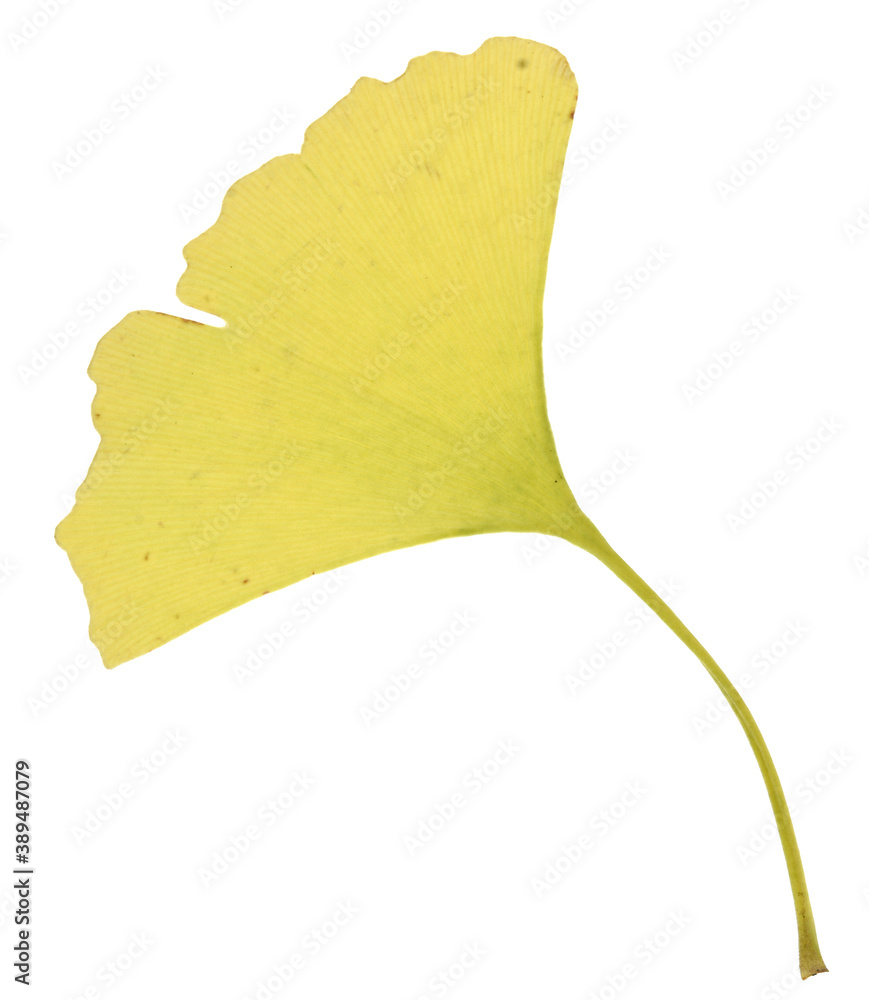 Naklejka premium One ginkgo biloba leaf isolated on white background