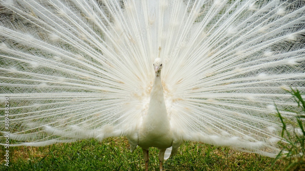 Fototapeta premium feather