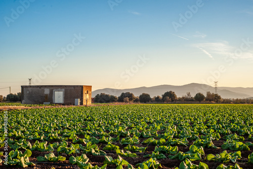  Typical vegetable fields of the Valencian community, at sunset. Sun