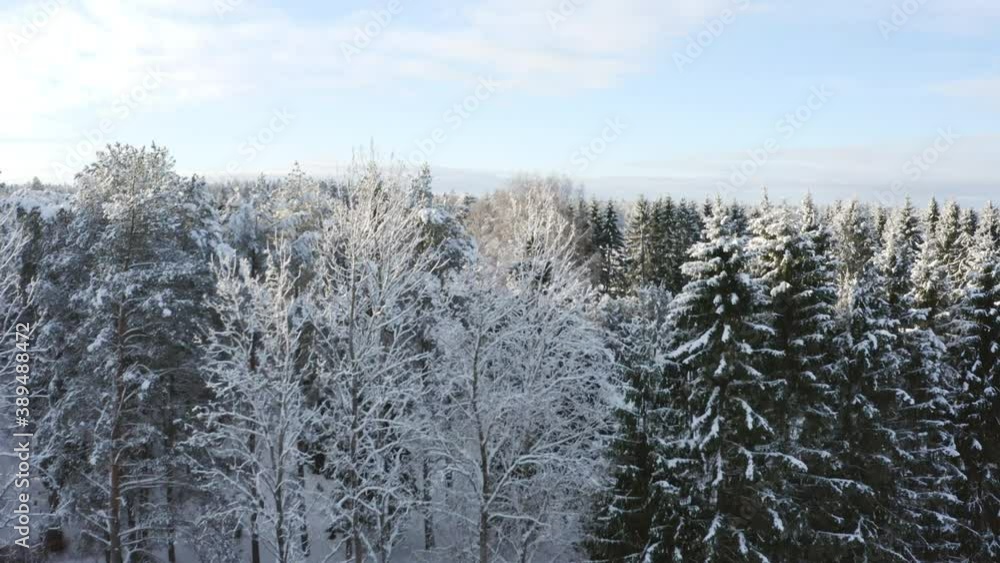 The tall trees filled thick white snow in Estonia The tall trees filled thick white snow in Estonia