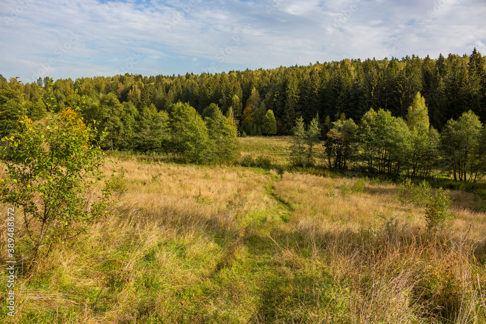 Beautiful valley and coniferous forest in the background. Autumn landscape in the wild. Kuvshinovo, Zhukovsky District, Kaluga Region, Russia