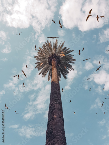 Фотография Pajarillo volando alrededor de una palmera