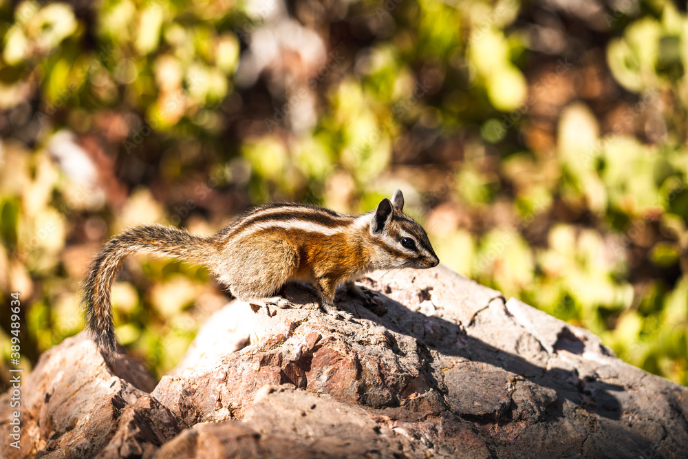 Chipmunk curiosity