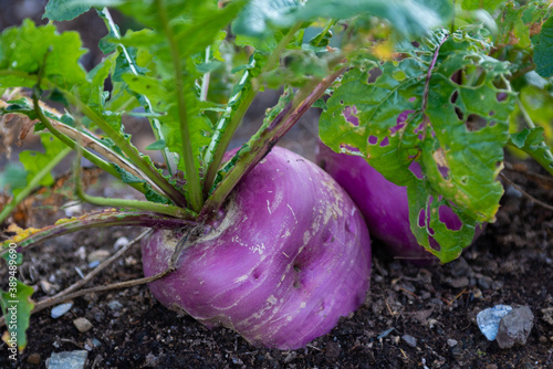A small purple turnip or rutabaga growing in a raised wooden vegetable box. The vegetable has long green stalks growing out from the top of the root vegetable. The healthy food is ready to harvest.