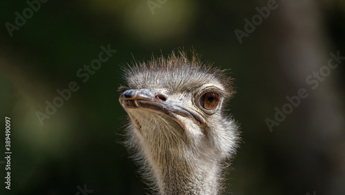 ostrich head portrait on blurred background close-up © Pb
