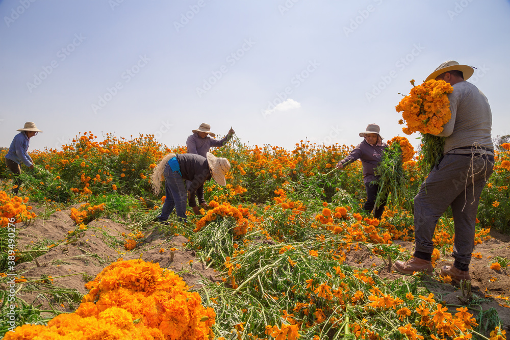 Local farmers are farming marigold flowers on local agricultural field Local farmers are farming marigold flowers on local agricultural field