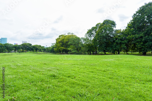 Fototapeta Naklejka Na Ścianę i Meble -  Beautiful landscape in the park and green grass field.