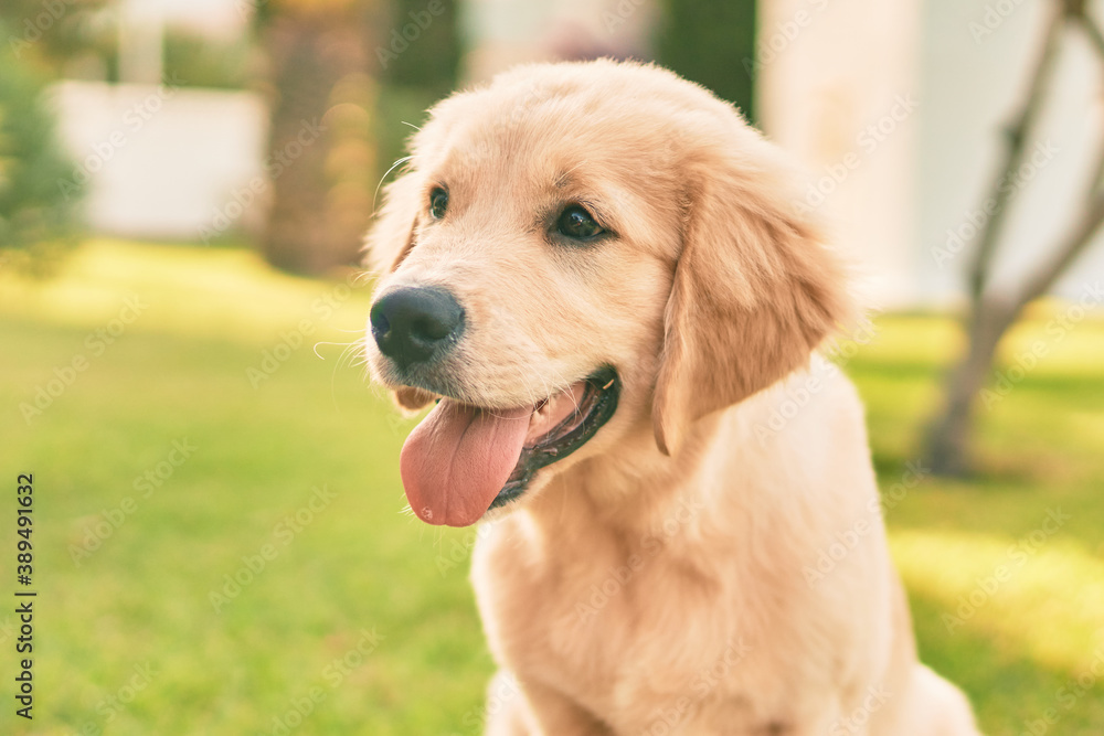 Beautiful and cute golden retriever puppy dog having fun at the park sitting on the green grass. Lovely labrador purebred doggy