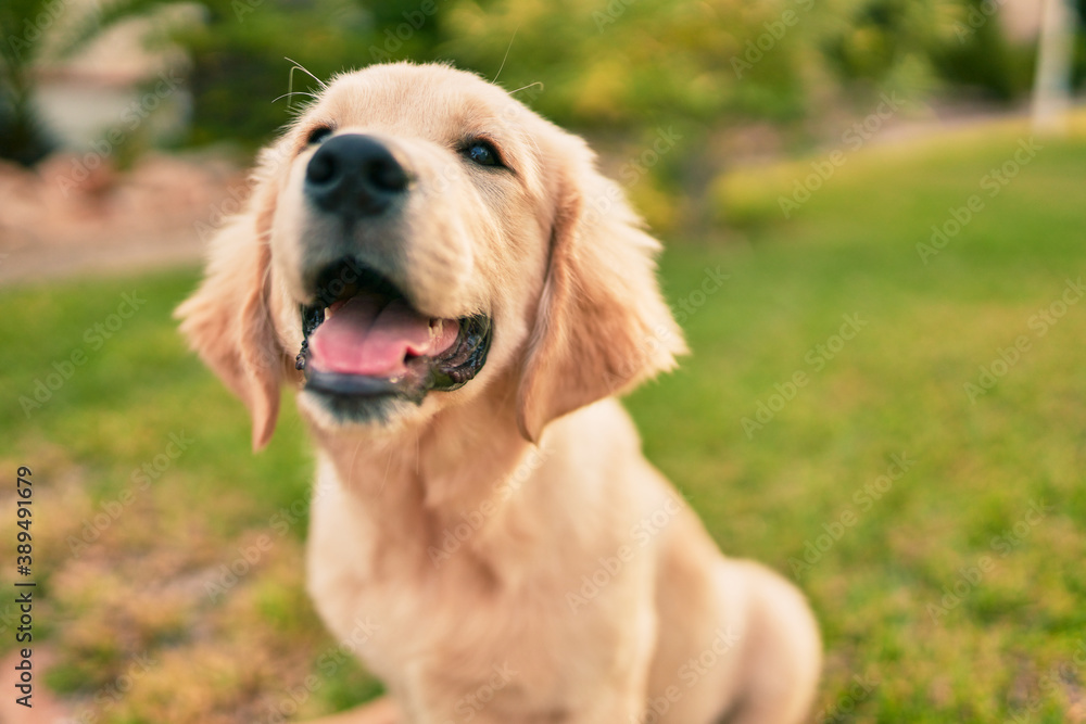 Beautiful and cute golden retriever puppy dog having fun at the park sitting on the green grass. Lovely labrador purebred doggy Beautiful and cute golden retriever puppy dog having fun at the park sitting on the green grass. Lovely labrador purebred doggy