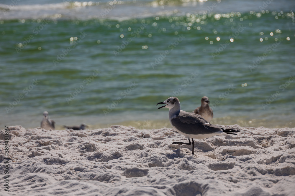 Seagulls in the sand on the beach
Seagulls in the sand on the beach