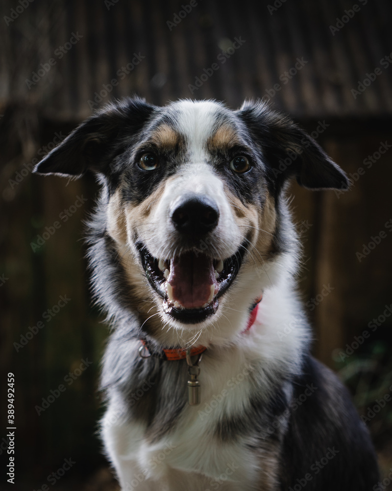 Blue Merle Border Collie dog facial portrait