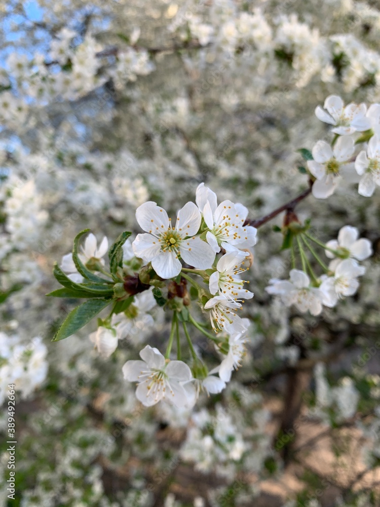 tree blossom