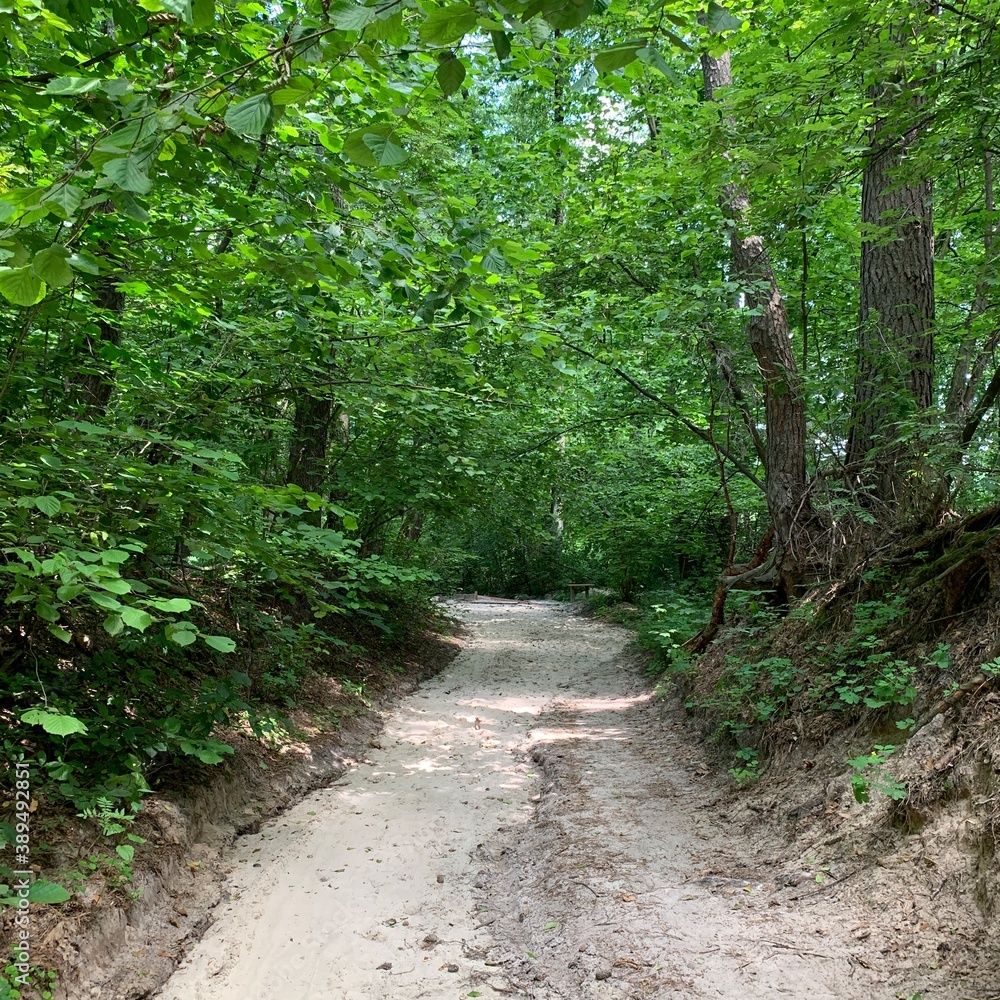 Obraz premium path in the forest