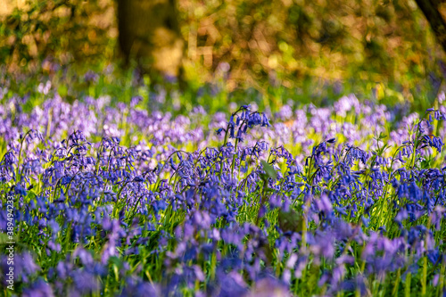 Sea of Bluebells carpeting woodlands