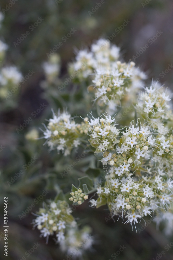 Blooming white cyme inflorescence of Shinyleaf Sandpaper Plant, Petalonyx Nitidus, Loasaceae, native hermaphroditic perennial subshrub in the San Bernardino Mountains, Transverse Ranges, Summer.