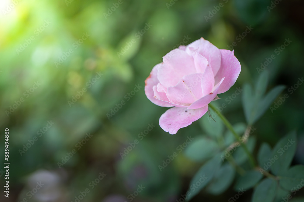 Roses in the garden