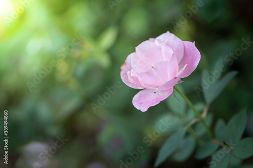 Roses in the garden