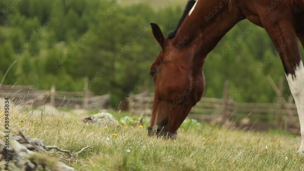 the horse grazes in the meadow and eats green grass against the background of barons and sheep near the forest and mountains the horse grazes in the meadow and eats green grass against the background of barons and sheep near the forest and mountains