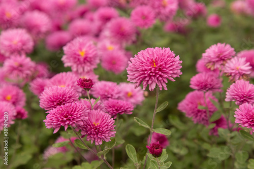 Pink autumn chrysanthemum flowers in the garden