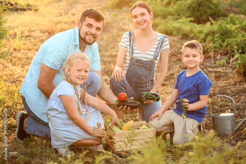 Young family with harvest i...