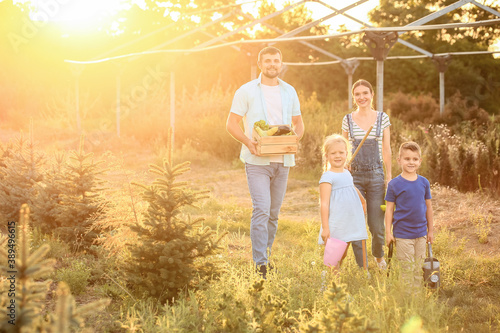 Young family with harvest i...