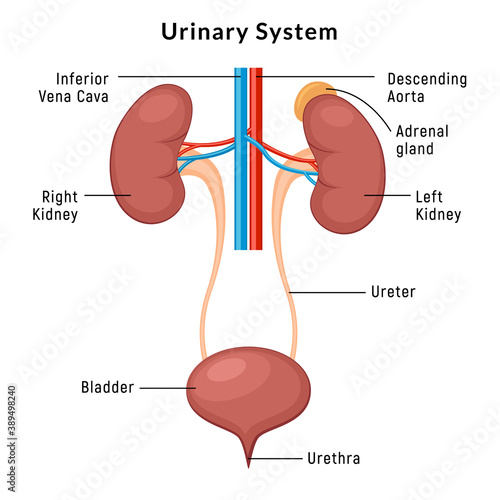 Urinary system anatomy. Incontinence biology infection uti, ureter kidney bladder vector diagram photo