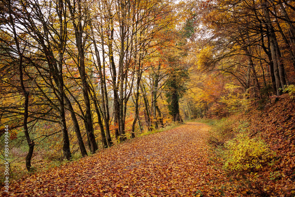 Obraz premium Herbstlicher Waldweg, überseht von leuchtend butem Weg, in BaWü / autumn forest track in Germany