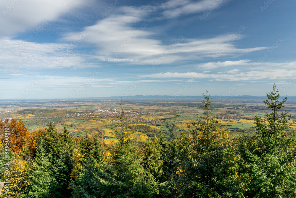 Fototapeta premium Scenic overview of Alsace vineyard and forest during fall.