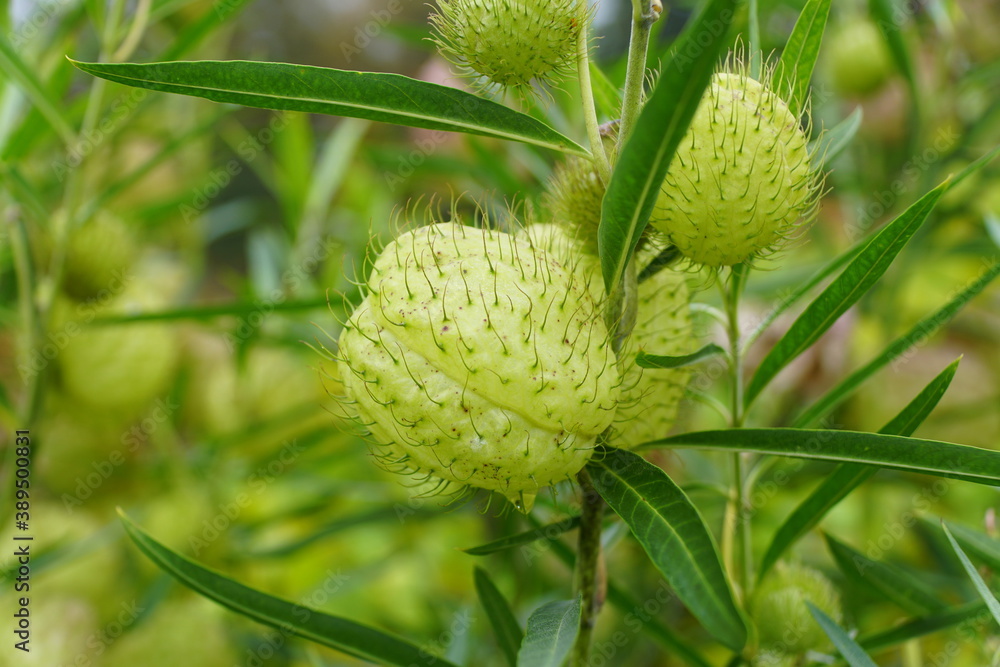A close up of the Butterfly Milk Weed Balloon plant A close up of the Butterfly Milk Weed Balloon plant
